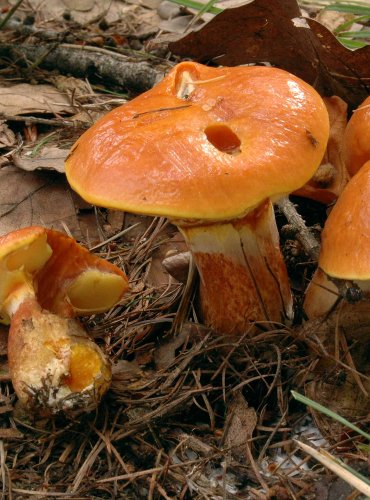 KLOUZEK SLIČNÝ (Suillus grevillei) 