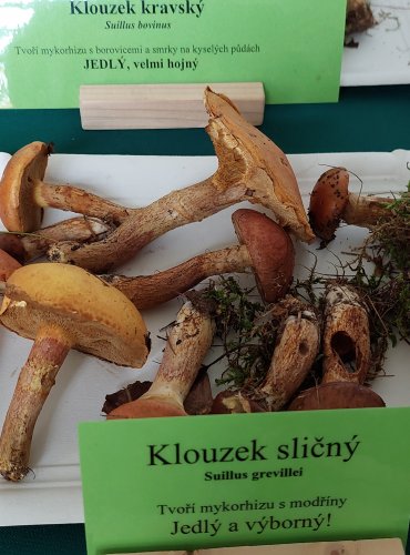 KLOUZEK SLIČNÝ (Suillus grevillei) 