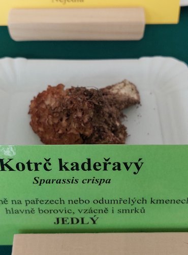 KOTRČ KADEŘAVÝ (Sparassis crispa) 