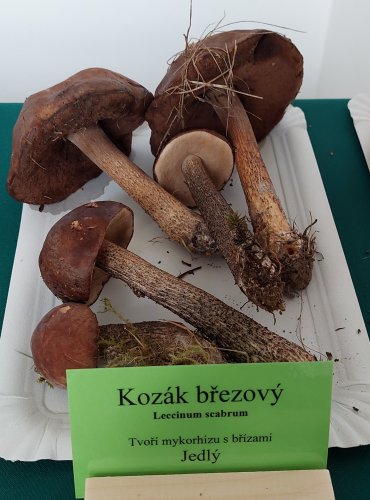 KOZÁK BŘEZOVÝ (Leccinum scabrum) 