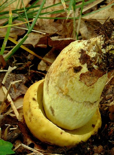 KOZÁK DUBOVÝ (Leccinum crocipodium) zapsán v Červeném seznamu hub (makromycetů) České republiky v kategorii VU – zranitelný druh