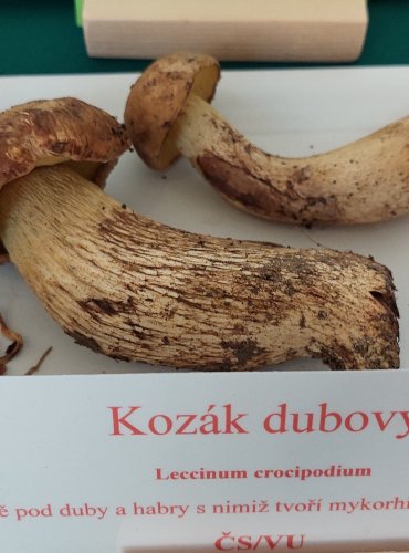 KOZÁK DUBOVÝ (Leccinum crocipodium) zapsán v Červeném seznamu hub (makromycetů) České republiky v kategorii VU – zranitelný druh