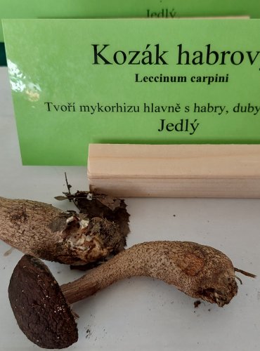 KOZÁK HABROVÝ (Leccinum pseudoscabrum) 