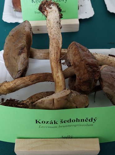 KOZÁK ŠEDOHNĚDÝ (Leccinum brunneogriseolum)