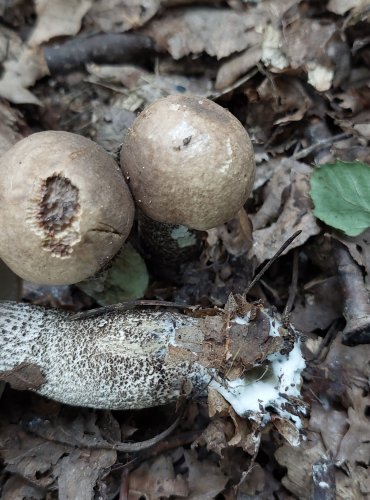 KOZÁK TOPOLOVÝ (Leccinum duriusculum) 