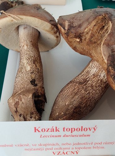 KOZÁK TOPOLOVÝ (Leccinum duriusculum) 