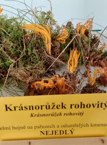 Oprava určení druhu. KRÁSNORŮŽEK LEPKAVÝ (Calocera viscosa) 