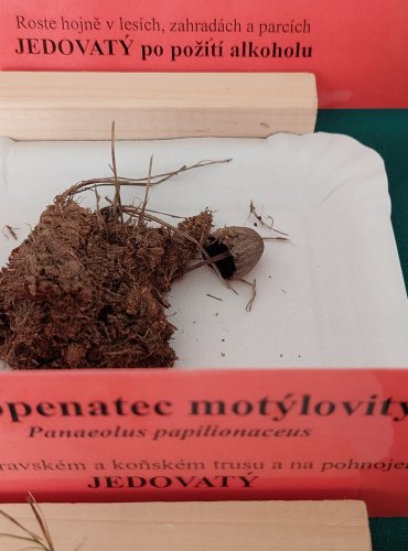KROPENATEC MOTÝLOVITÝ (Panaeolus papilionaceus)