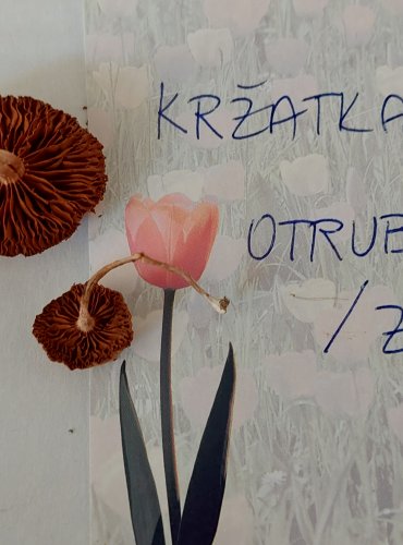 KRŽATKA OTRUBIČNATÁ (Tubaria furfuracea) 