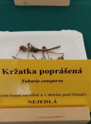 KRŽATKA POPRÁŠENÁ (Tubaria conspersa) 