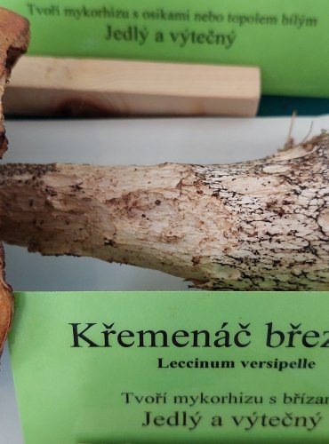 KŘEMENÁČ BŘEZOVÝ (Leccinum versipelle) 