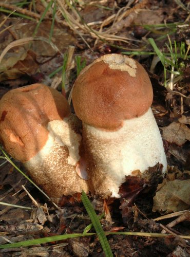 KŘEMENÁČ KRVAVÝ (Leccinum aurantiacum) 