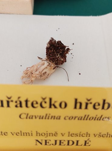 KUŘÁTEČKO HŘEBENITÉ (Clavulina coralloides) 