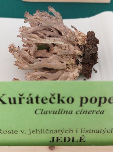 KUŘÁTEČKO POPELAVÉ (Clavulina cinerea) 