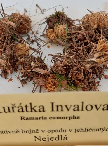 KUŘÁTKA INVALOVA (Ramaria eumorpha) 
