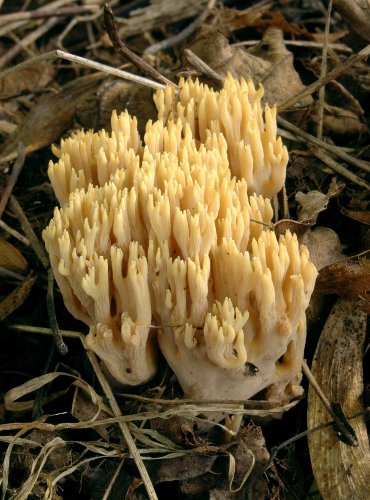 KUŘÁTKA PŘÍMÁ (Ramaria stricta) 