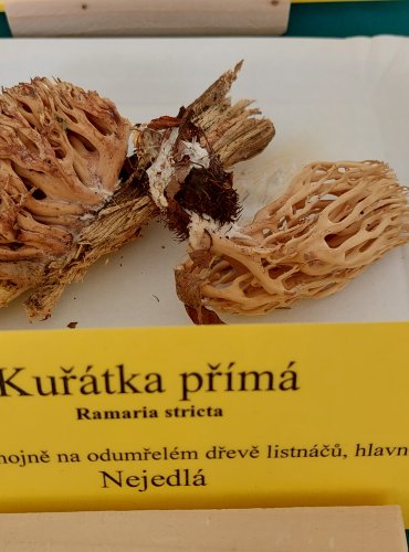 KUŘÁTKA PŘÍMÁ (Ramaria stricta) 