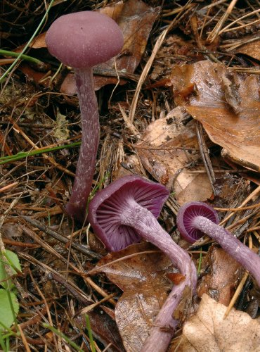 LAKOVKA AMETYSTOVÁ (Laccaria amethystina) 