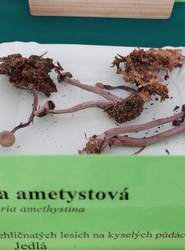 LAKOVKA AMETYSTOVÁ (Laccaria amethystina) 