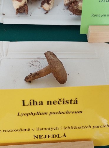 LÍHA NEČISTÁ (Lyophyllum paelochroum) 