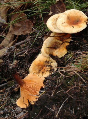 LIŠTIČKA POMERANČOVÁ (Hygrophoropsis aurantiaca) 