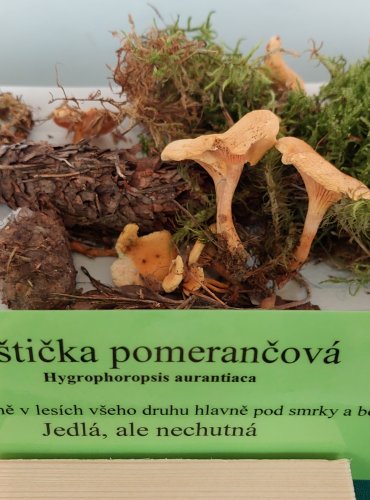 LIŠTIČKA POMERANČOVÁ (Hygrophoropsis aurantiaca) 