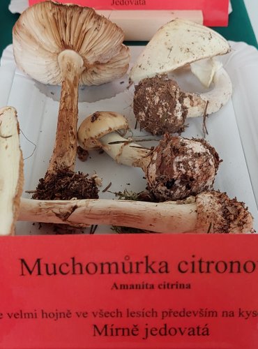 MUCHOMŮRKA CITRONOVÁ (Amanita citrina) 