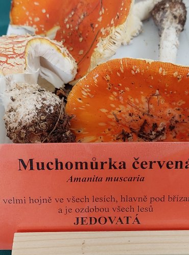 MUCHOMŮRKA ČERVENÁ (Amanita muscaria) 