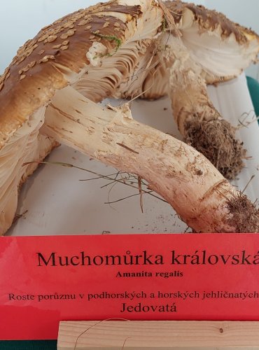 MUCHOMŮRKA KRÁLOVSKÁ (Amanita regalis) 