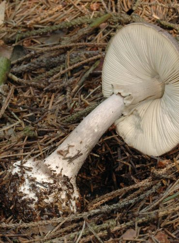 MUCHOMŮRKA PORFYROVÁ (Amanita porphyria) 