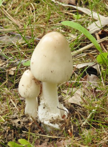 MUCHOMŮRKA POŠVATÁ (Amanita vaginata) 