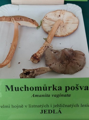 Oprava určení druhu. MUCHOMŮRKA POŠVATÁ (Amanita vaginata) pouze spodní vystavená plodnice
