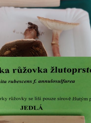 MUCHOMŮRKA RŮŽOVKA ŽLUTOPRSTENNÁ (Amanita rubescens f. annulosulfurea) 