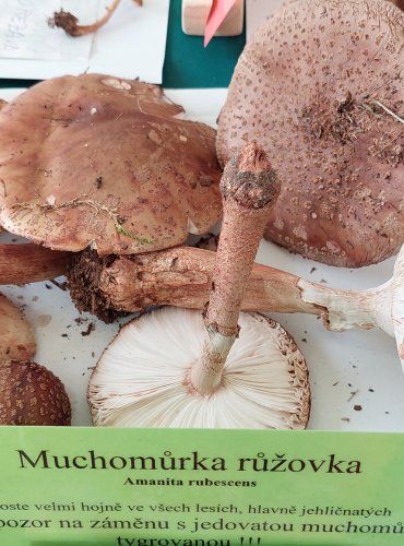 MUCHOMŮRKA RŮŽOVKA (Amanita rubescens) 