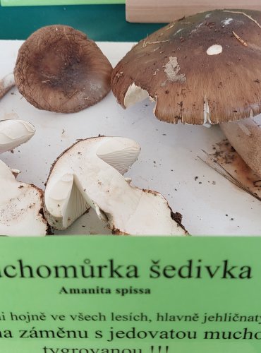 MUCHOMŮRKA ŠEDIVKA (Amanita spissa) 