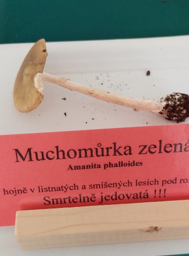 MUCHOMŮRKA ZELENÁ (Amanita phalloides) 