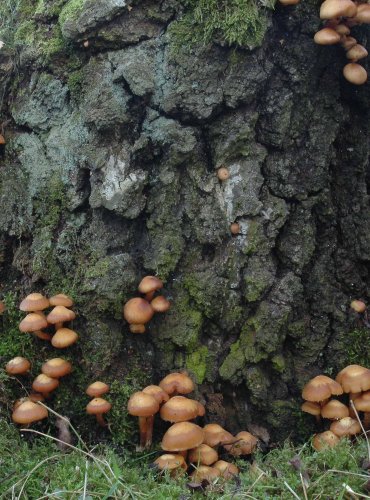 OPEŇKA MĚNLIVÁ (Kuehneromyces mutabilis) 