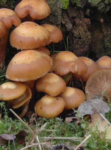 OPEŇKA MĚNLIVÁ (Kuehneromyces mutabilis) 