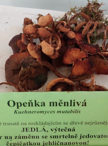 OPEŇKA MĚNLIVÁ (Kuehneromyces mutabilis) 