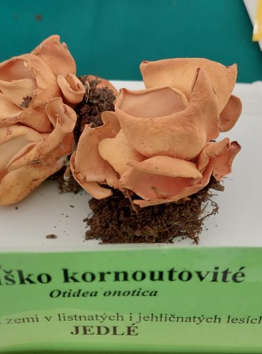 OUŠKO KORNOUTOVITÉ (Otidea onotica) 