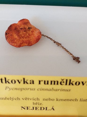 OUTKOVKA RUMĚLKOVÁ (Pycnoporus cinnabarinus)