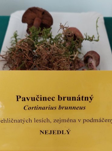 PAVUČINEC BRUNÁTNÝ (Cortinarius brunneus) 