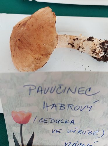 PAVUČINEC HABROVÝ (Cortinarius pseudovulpinus)