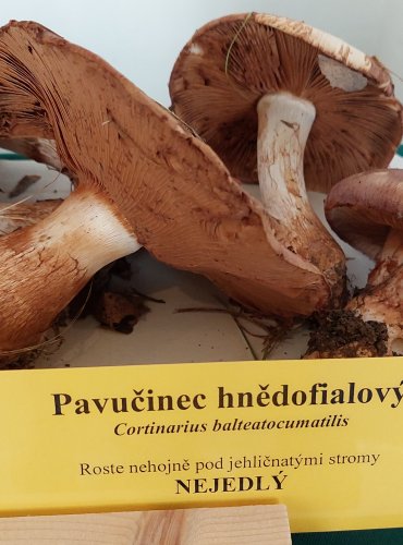PAVUČINEC HNĚDOFIALOVÝ (Cortinarius balteatocumatilis) 