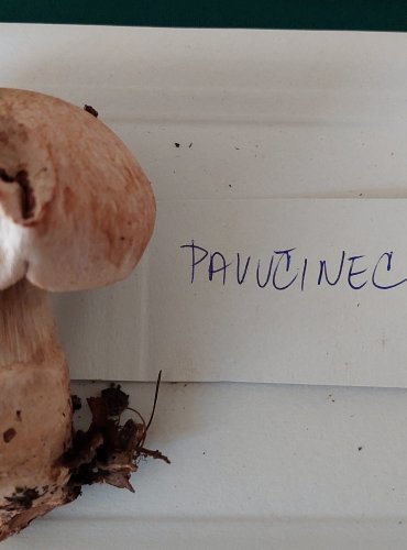 PAVUČINEC KANČÍ (Cortinarius aprinus)