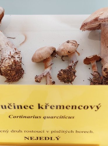 PAVUČINEC KŘEMENCOVÝ (Cortinarius quarciticus) 