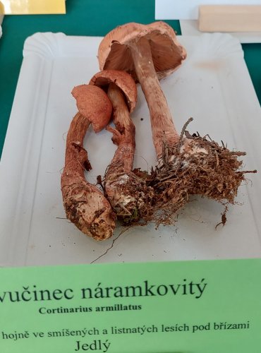 PAVUČINEC NÁRAMKOVITÝ (Cortinarius armillatus)