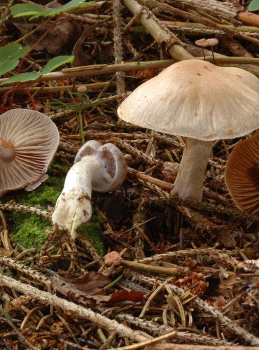 PAVUČINEC ODCHYLNÝ (Cortinarius anomalus)