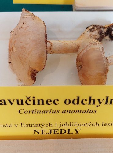 PAVUČINEC ODCHYLNÝ (Cortinarius anomalus)