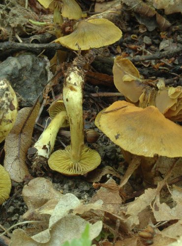 PAVUČINEC OLIVOVĚ HNĚDÝ (Cortinarius olivaceofuscus) 